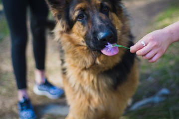 King Shepard Playing with a pink flower