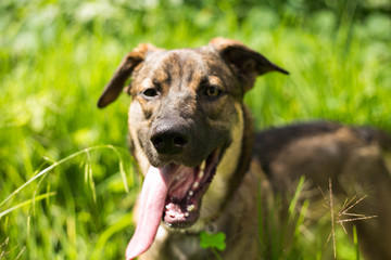 mascotas y vacaciones