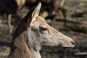 Hirschkuh mit Winterfell im Portrait in einem Wildpark