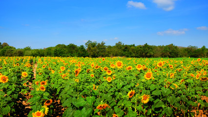 Fototapeta na wymiar Sunflower feild for harvest seed on winter season on thailand