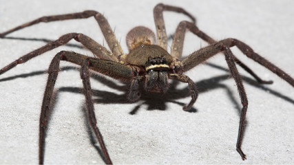 Spider wolf on the wall in home at thailand