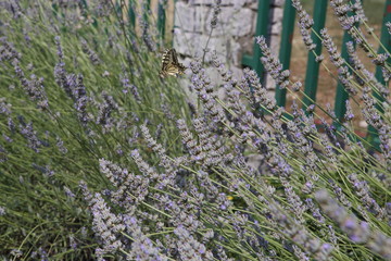 Yellow swallowtail butterfly sampling purple summer wildflowers in a garden