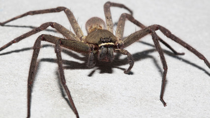 Spider wolf on the wall in home at thailand