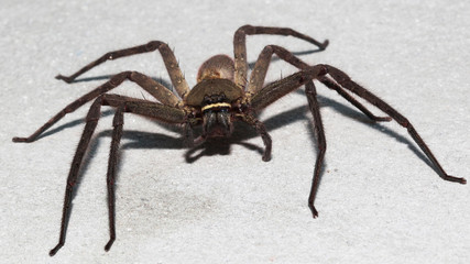 Spider wolf on the wall in home at thailand