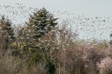 a flock of snow geese took flight in front of the forest
