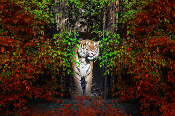 The male Sumatran tiger standing in the midst of a natural forest.