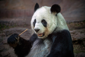 Obraz premium Panda eating food in the natural atmosphere of the zoo.