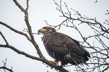Juvenal bald eagle resting on the tree branch on a cloudy day