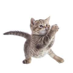 Cat kitten jumping and playing. Isolated on a white background.