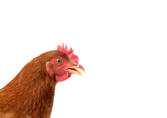 Free Range Chicken on Farm close up,on white background
