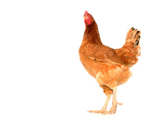 brown hen walking isolated on white, studio shot,chicken