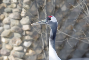 Японский журавль. Red-crowned crane.