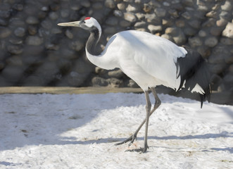 Японский журавль. Red-crowned crane.