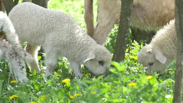 Two lambs grazing