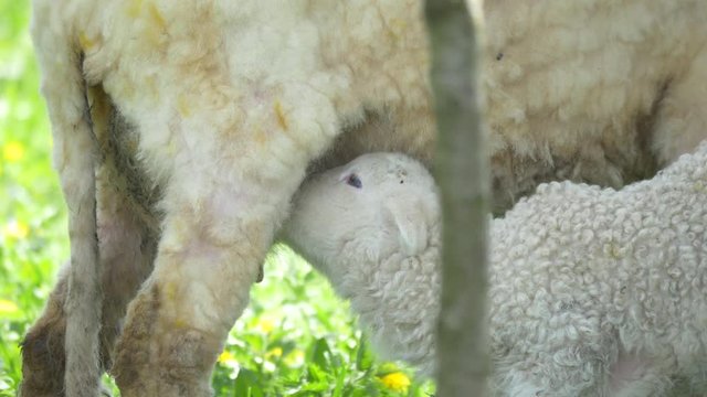 Lamb nursing from the ewe 