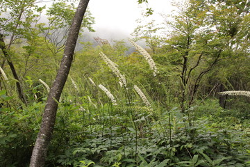 サラシナショウマ