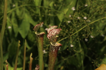 食虫植物（サラセニアレウコフィラ）