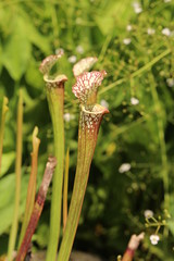 食虫植物（サラセニアレウコフィラ）