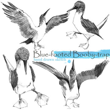 blue-footed booby-trap hand drawn sketch. Wild bird illustration.