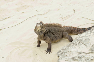Large scaly Iguana close-up against a background of sand