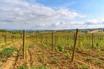 Fototapeta na wymiar vineyard near Scansano in Tuscany, Italy