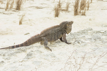 Iguana lies on a stone basking in the hot sun