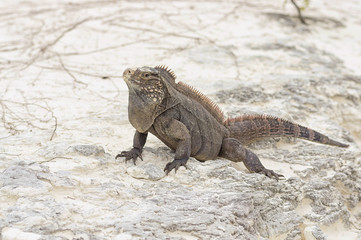 Large scaly Iguana close-up against a background of sand
