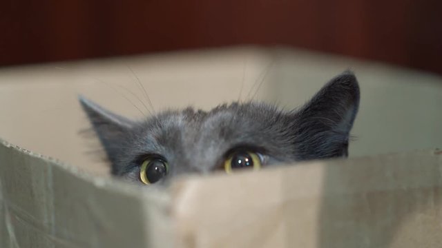 Funny cat face in a box. Gray cat is hunting prey or playing staring out of the box. Cat wide eyes and large pupils before pouncing.