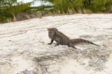 Large scaly Iguana close-up against a background of sand
