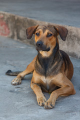 Funny dog on the street of Granada, Nicaragua