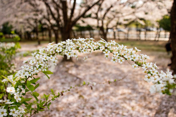 Beautiful white flowers.(bridal wreath)