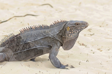 Fototapeta premium Large scaly Iguana close-up against a background of sand