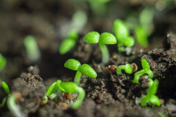 first green shoots in spring