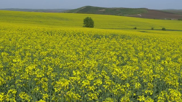 Panoramic view of a rapeseed field