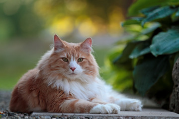 Naklejka na ściany i meble Big and strong Norwegian forest cat male resting in a garden
