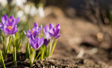 Bunch of purple crocus flower during sunny spring day