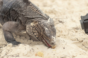 Iguana with open red mouth close-up eating a cookie