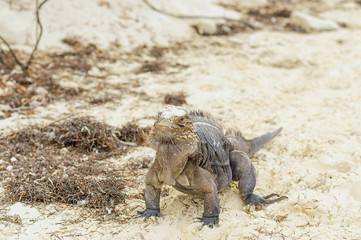 Large scaly Iguana close-up against a background of sand
