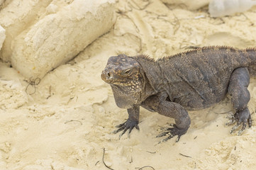 Large scaly Iguana close-up against a background of sand