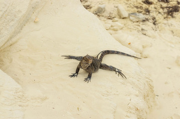 Large scaly Iguana close-up against a background of sand