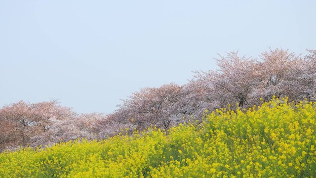 桜・菜の花