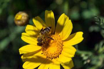 Bee on the chamomile flower. Sunny day. Spring