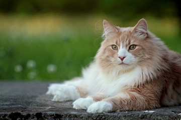 Big and strong Norwegian forest cat male resting