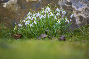 Schneeglöckchen - Frühling - Frühjahr - Allgäu - Stein 
