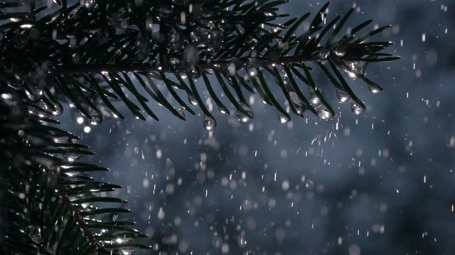 Rain drops falling on fir branches with frozen icicles against blue background in slow motion. Epic exterior scene of wet evergreen forest. Closeup view of peaceful nature.
