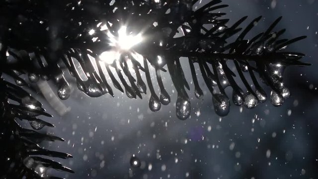 Rain drops falling from fir needles and frozen icicles against sky background with sun in slow motion. Epic scene of wet evergreen forest. Closeup view of peaceful nature.
