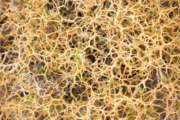 Close-up of root