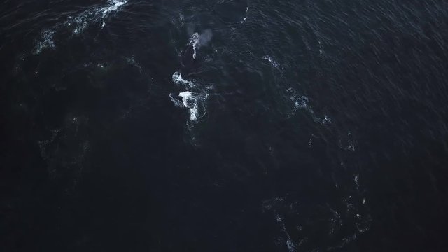 Two Whales swimming together in the ocean seen from aerial view