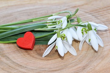 Romantic decoration - snowdrops (Galanthus nivalis) with red heart on a cherry wood background