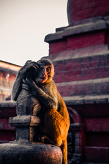 Macaque monkey at Swayambhunath Stupa (The Monkey Temple), Kathmandu, Nepal